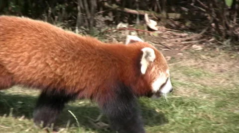 Red panda walking medium close up Stock Footage 28395115