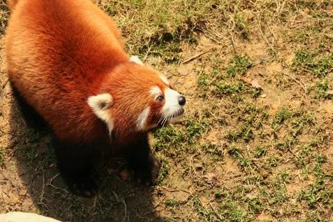 Red panda walking Stock Photos