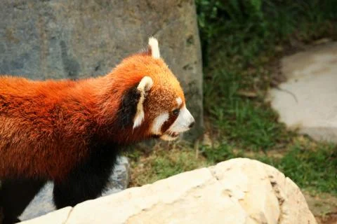 Red panda walking Stock Photos