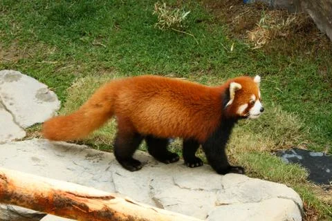 Red panda walking Stock Photos