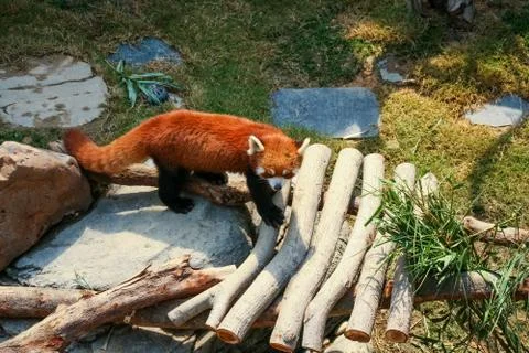 Red panda walking Stock Photos