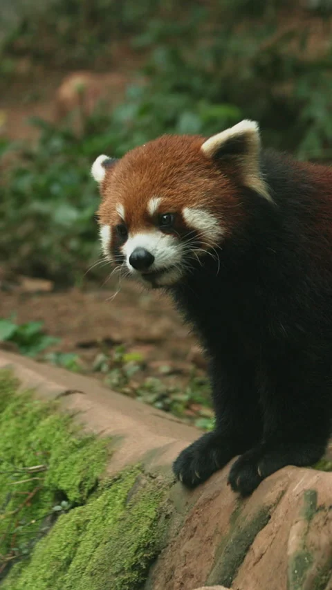 Red Panda Walking In Slow Motion. Ailurus Fulgens Or Lesser Panda Is Small Video stock 317529606