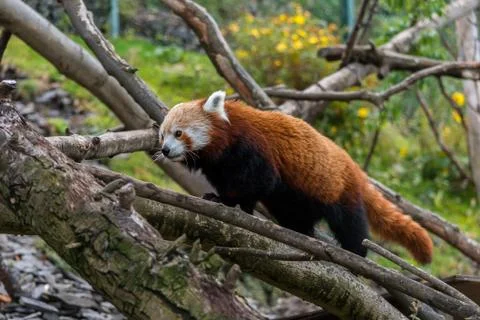 Red Panda walking in some trees Stock Photos