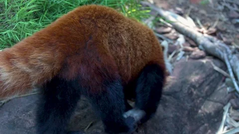 Red Panda Walking Through Green Bamboo Foliage in Natural Habitat Vídeos de archivo 331836994