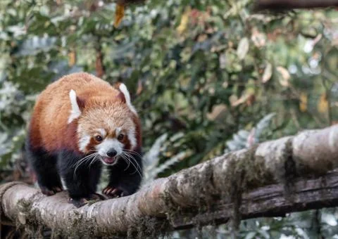 Red panda walking through tree branch Stock Photos