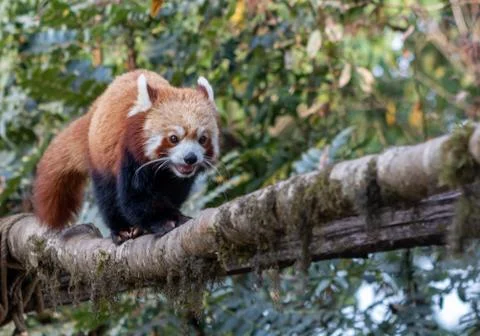 Red panda walking through tree branch Stock Photos