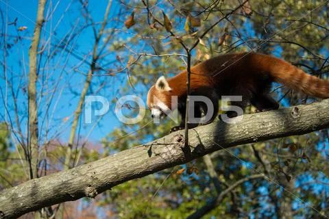 Red Panda Walking on Tree Branch Stock Photos