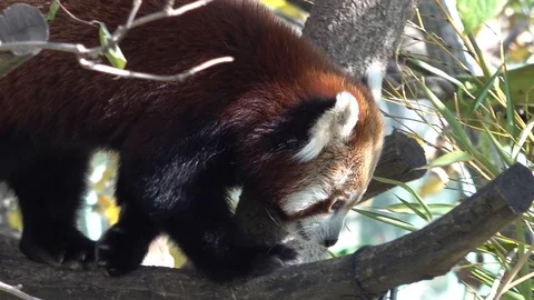 Red panda walking on tree Stock Footage 120342095