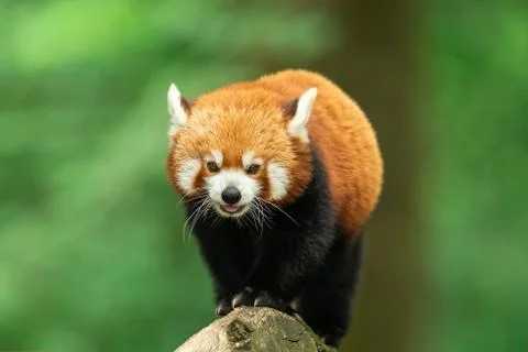 Red panda walking on the tree Stock Photos