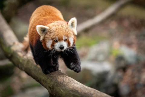 Red panda walking on the tree Stock Photos