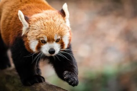 Red panda walking on the tree Stock Photos