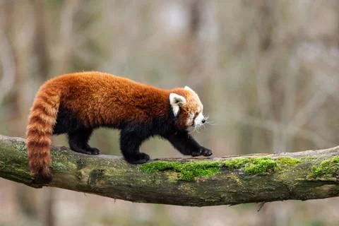 Red panda walking on the tree Foto stock