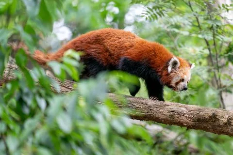 Red panda walking an a tree trunk in the nature 스톡 사진