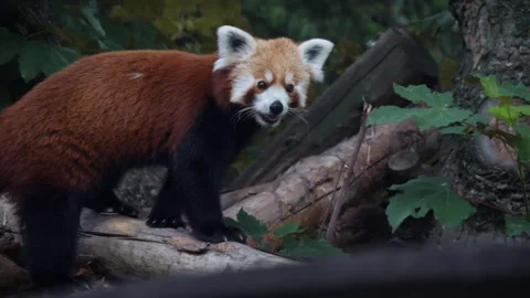 A red panda walkng around a tree house in captivity looking at the camera Vídeo Stock 130747741