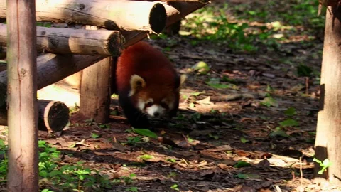 The red panda walks and eats bamboo, zoo, China Video stock 98874435