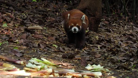 The red panda walks and eats bamboo Stock Footage 98889961
