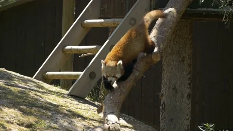 Red Panda walks down branch and down on the ground at Zoo | Slowmotion | Vídeo Stock 134663857