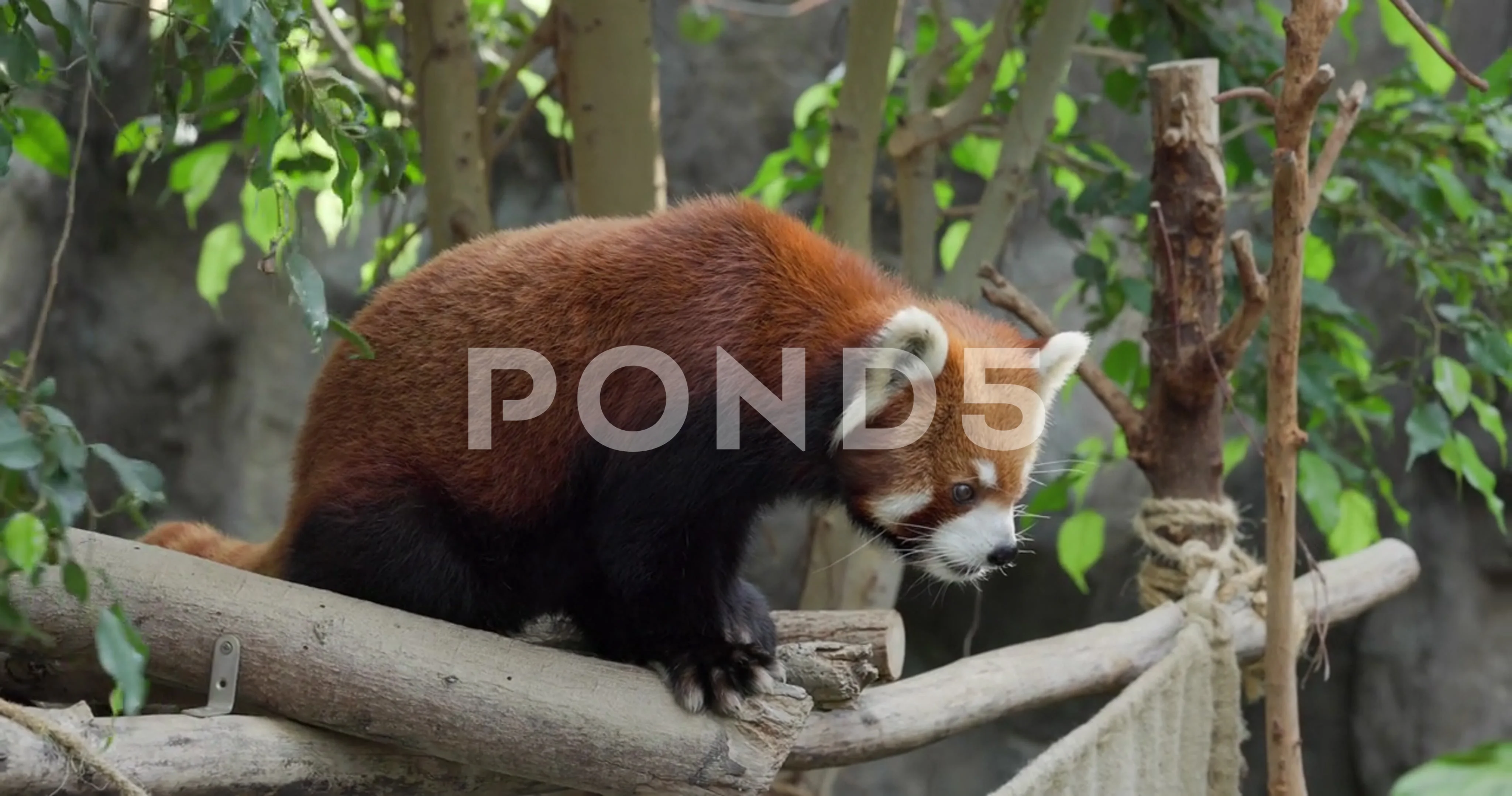 Funny Red Panda Stock Video Footage Royalty Free Funny Red Panda Videos Pond5