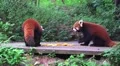 Red Pandas On Wood Platform With Fruit In Green Forest HD HD Footage