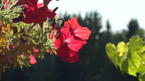 Red Pansies Flowers Stock Footage 140309480
