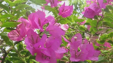 Red paper flowers Stock Footage 70448967