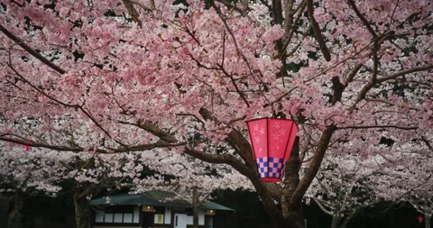Red Paper Lantern Hanging in Cherry Blossom Tree Hiroshima Japan Vídeos de archivo 344232646
