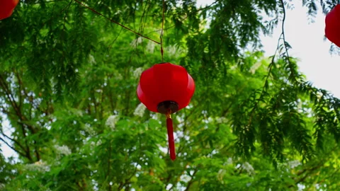 Red Paper Lantern Hanging From Tree Branches Outdoors on a Sunny Day Видео 336654906