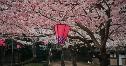 Red Paper Lanterns Hanging in Cherry Blossom Trees Hiroshima Vídeos de archivo 344232625