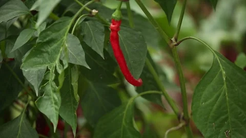 Red papers bush 1 Stock Footage 325853343