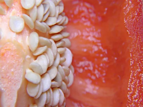 Red Paprika – Close Up, Detail, Macro Stock Footage 81090708