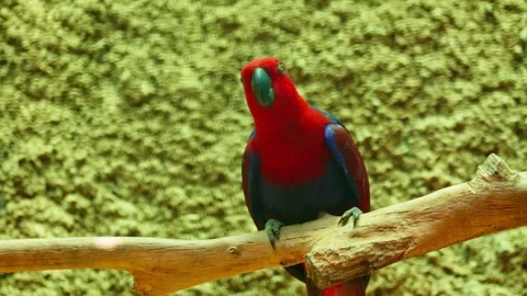 Red parrot 10 bit 4k 60fps Stock Footage 269558556