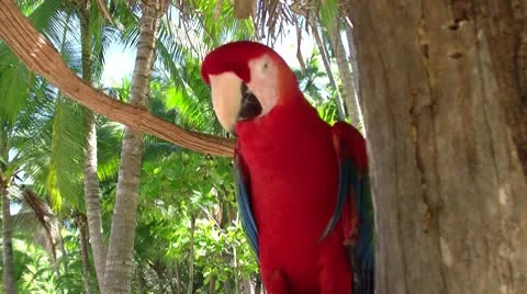 Red parrot 2 Video stock 8839941
