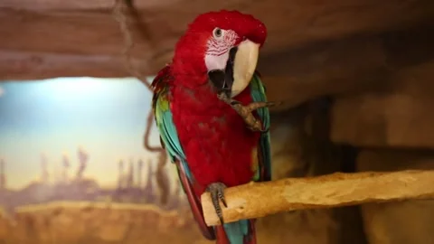 A red parrot 2 Stock Footage 330495747