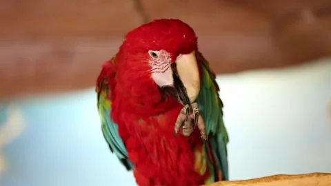 A red parrot 3 Video stock 330495768