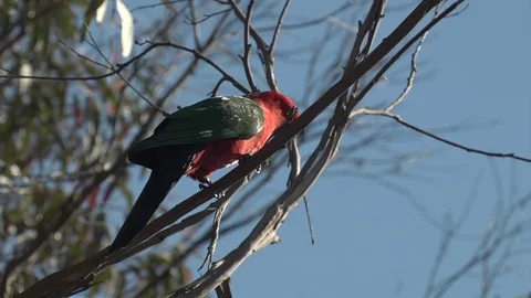 Red Parrot Blue Mountains Stock Footage 79512748