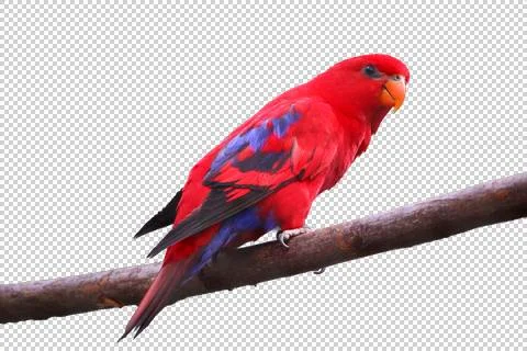 Red Parrot on the branch with transparency Stock Photos