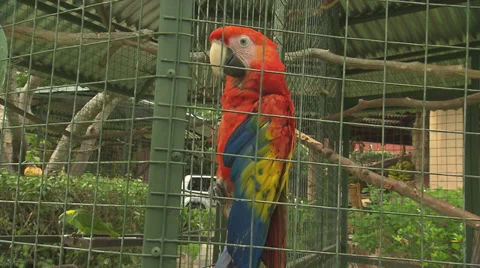 Red Parrot in Cage, Close Up Stock Footage 32632670