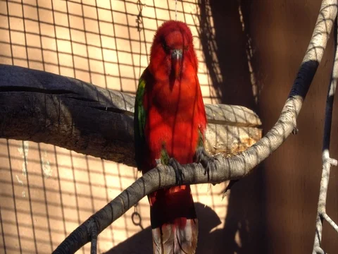 A red parrot in the cage Video stock 82842044