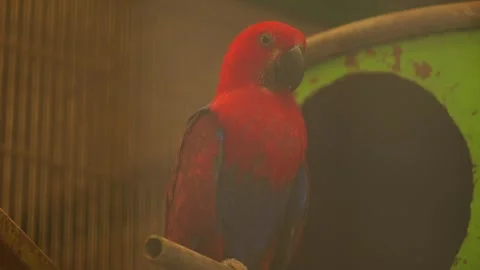 Red Parrot in Cage Slow Motion Looking Around Видео 332683337