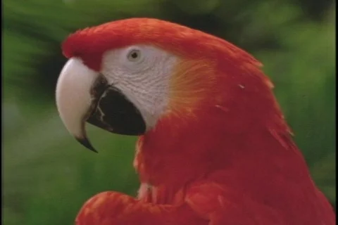A red parrot calls. Stock Footage 551910