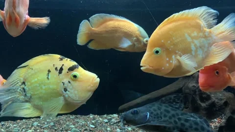 Red parrot cichlid Stock Footage 296759059
