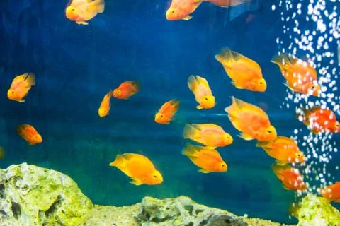 Red Parrot Cichlid Stock Photos