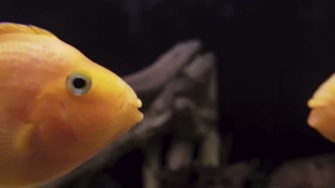 Red Parrot Cichlid. Two fish kiss. Close-up. Video stock 162561759