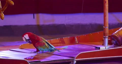 Red parrot at the circus is standing and cleaning its talons, birds, 4k Vídeos de archivo 146145350