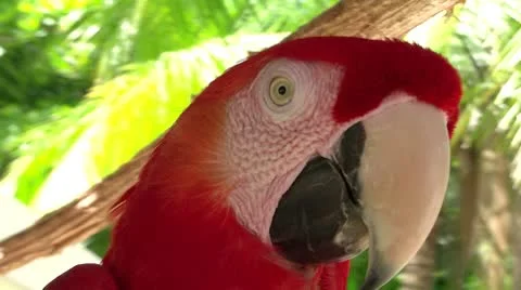 Red parrot close Vidéo 8840037