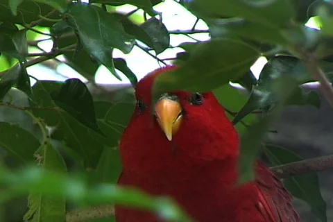 Red Parrot-cu Stock-Footage 819801