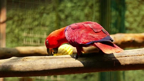 Red parrot eating 10 bit 4k 60fps Stock Footage 269540637