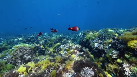 Red parrot fish in a Mediterranean reef - Majorca underwater Stock Footage 339277531