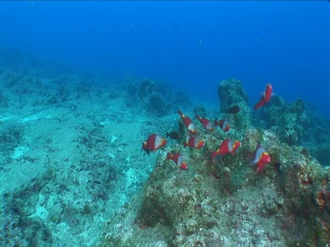 Red parrot fish school scenery blue waters mediterranean Vídeos de archivo 101205482