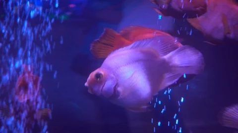 Red parrot fish swims in the aquatic environment Stock Footage 124641876